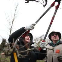 Free Pruning Workshop – Fruit Trees, Roses, and Blueberries