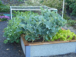 lettuce growing in a raised bed