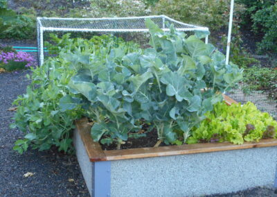 lettuce growing in a raised bed