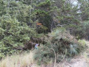 Photo of scotch broom