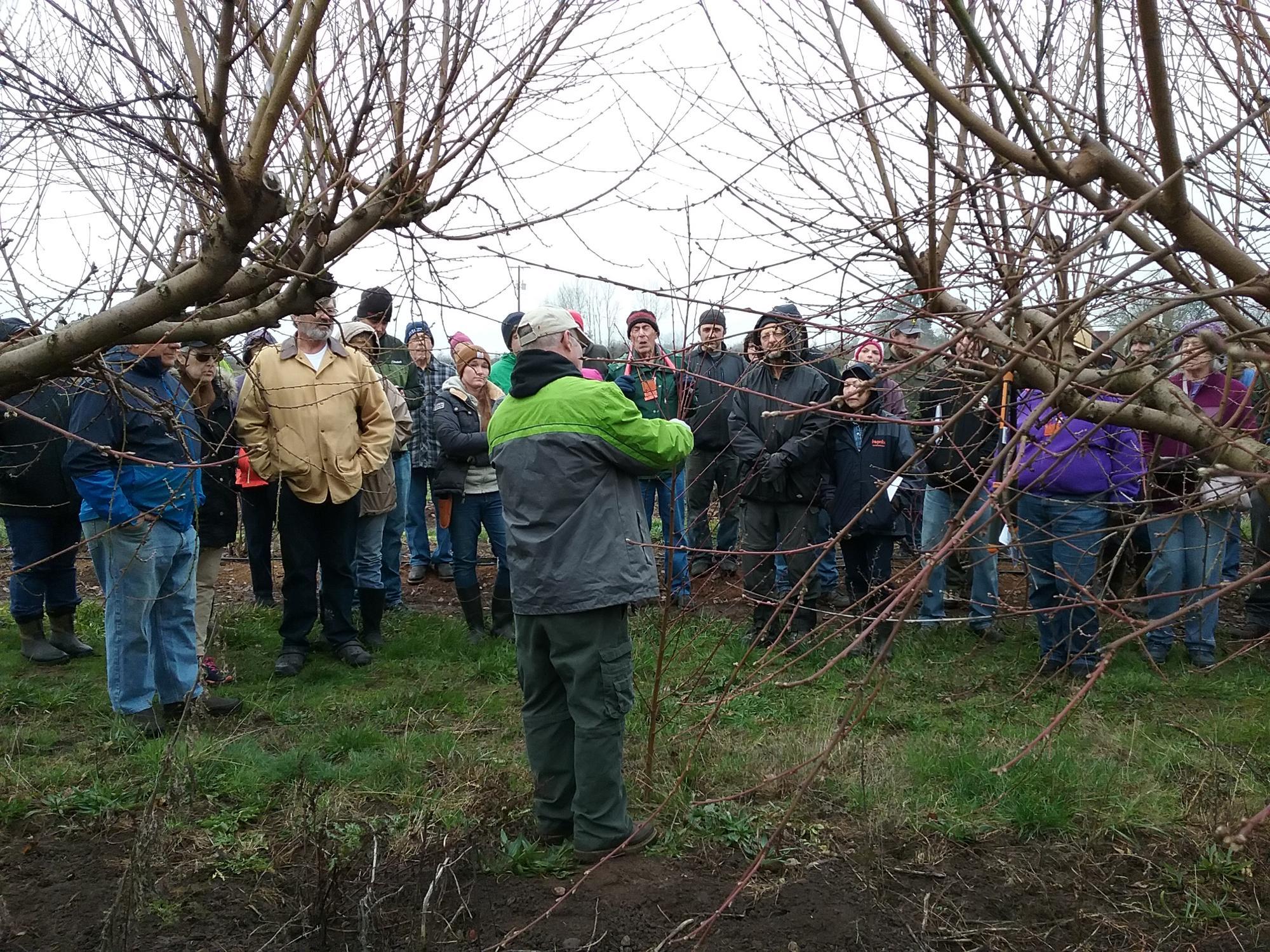 Free Pruning Workshop in Florence