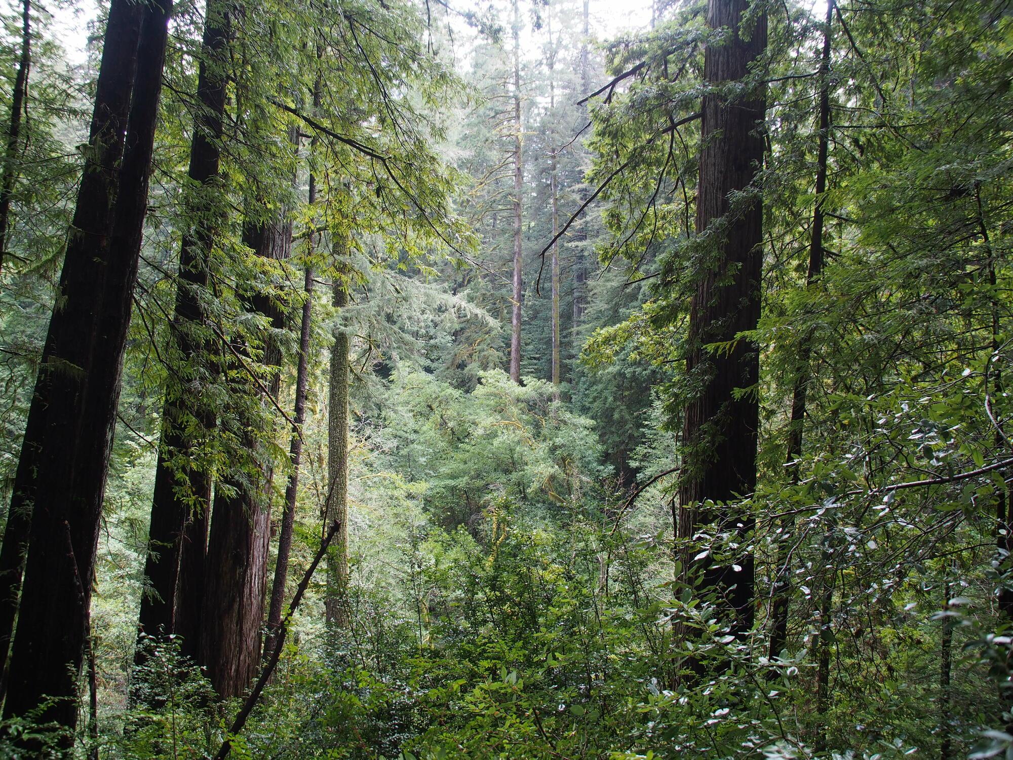 OSU Extension tour to explore redwood management on the Oregon coast