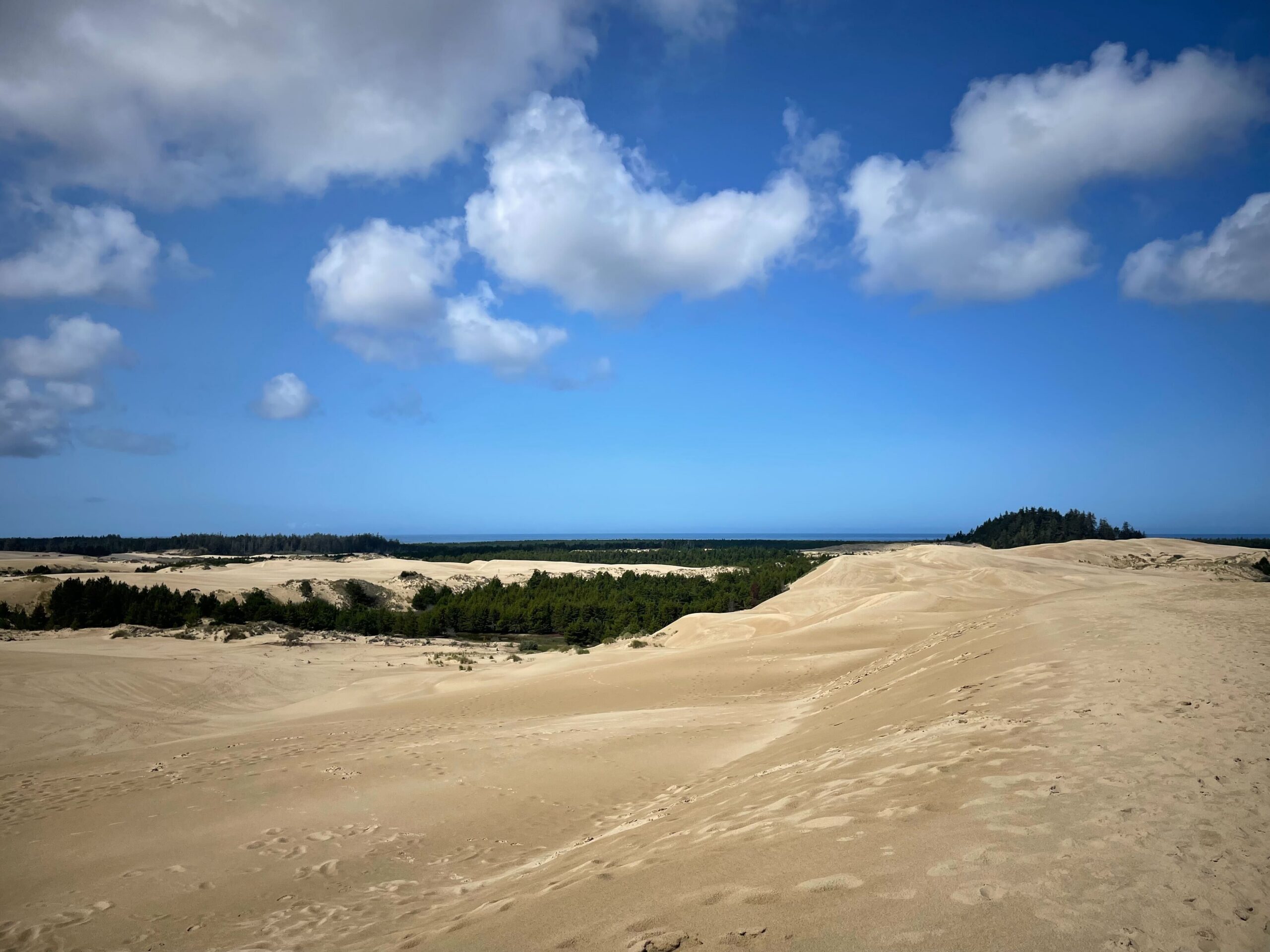 Scotch Broom Removal at John Dellenback Dunes – Saturday, June 27