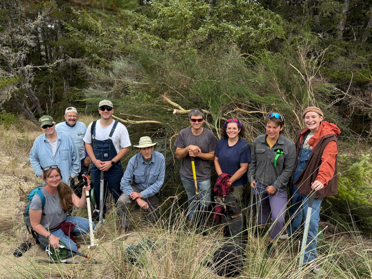 Scotch Broom Removal at Three Mile Prairie County Park – Saturday, August 29, 10 AM to Noon